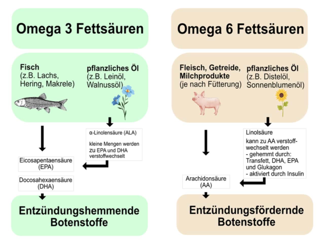 Grafik Omega 3 Omega 6 Umwandlung